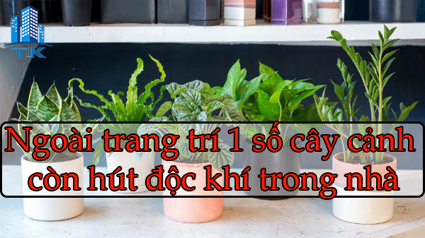 nhung-cay-canh-la-cuu-tinh-trong-viec-hut-doc-to-trong-can-nha-ban